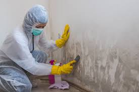 Best Industrial Mold Remediation in Nice, CA